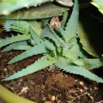 aloe-vera-verm1