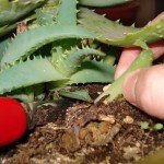 aloe-vera-verm2