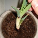 aloe-vera-verm6