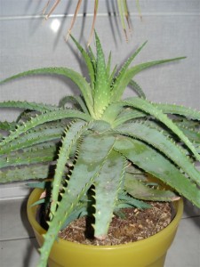 aloe-vera1
