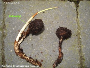 chamaerops-h-kieming