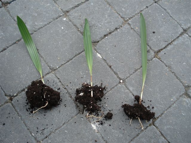 trachycarpus-f-200903