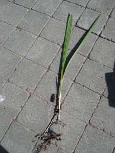 phoenix-dactylifera-2009041