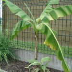 musa-basjoo-02
