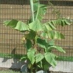 musa-basjoo-03