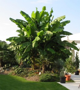 musa-basjoo-05