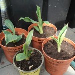 musa-nana-exp-bs-20090607