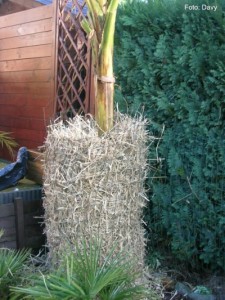 musa-winterbescherming