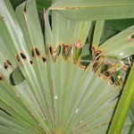 palmmot1