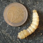 palmmot2