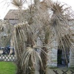 winterschade