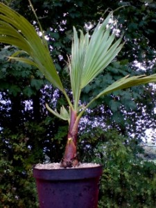washingtonia_robusta003