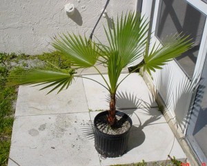 washingtonia_robusta004