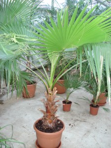 washingtonia_robusta005