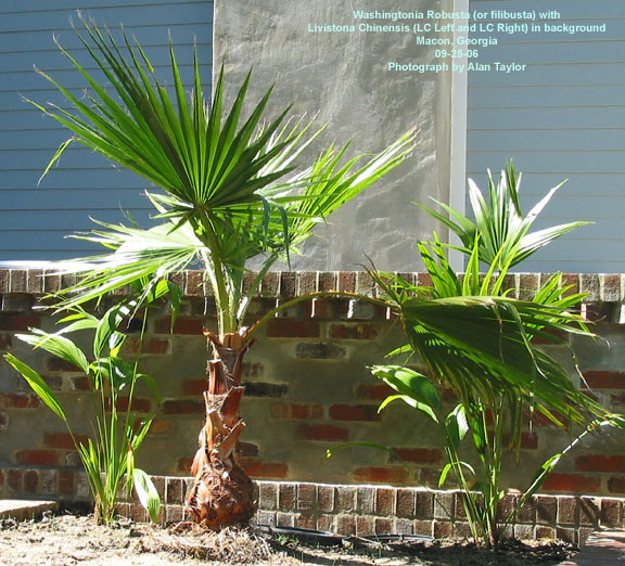 washingtonia_robusta007