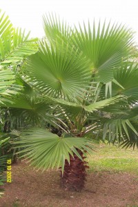washingtonia_robusta008