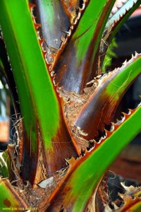 washingtonia_robusta008a