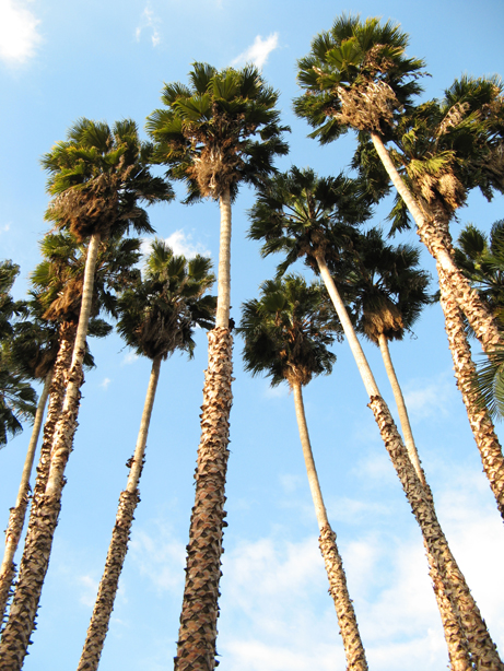 washingtonia_robusta009