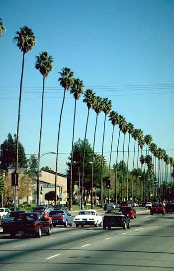 washingtonia_robusta010