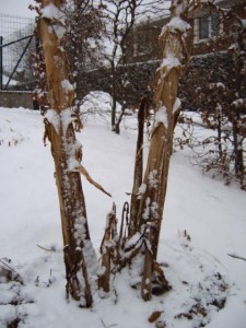 winterbescherming1