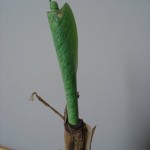 Musa groei