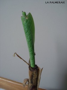 Musa groei