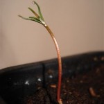 Sequoia 20090314