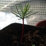 Sequoia g. 20090511