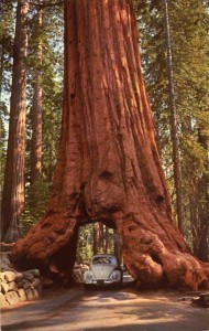 SequoiaWawona_Tree_Yosemite