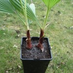 Verpotten dubbele palm1