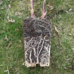Verpotten dubbele palm2