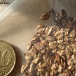 sequoia techniek 1