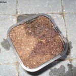 sequoia techniek 7