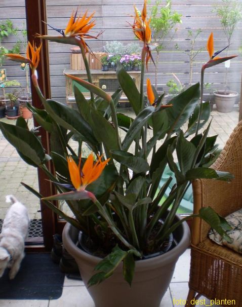 Strelitzia 03 Strelitzia 03