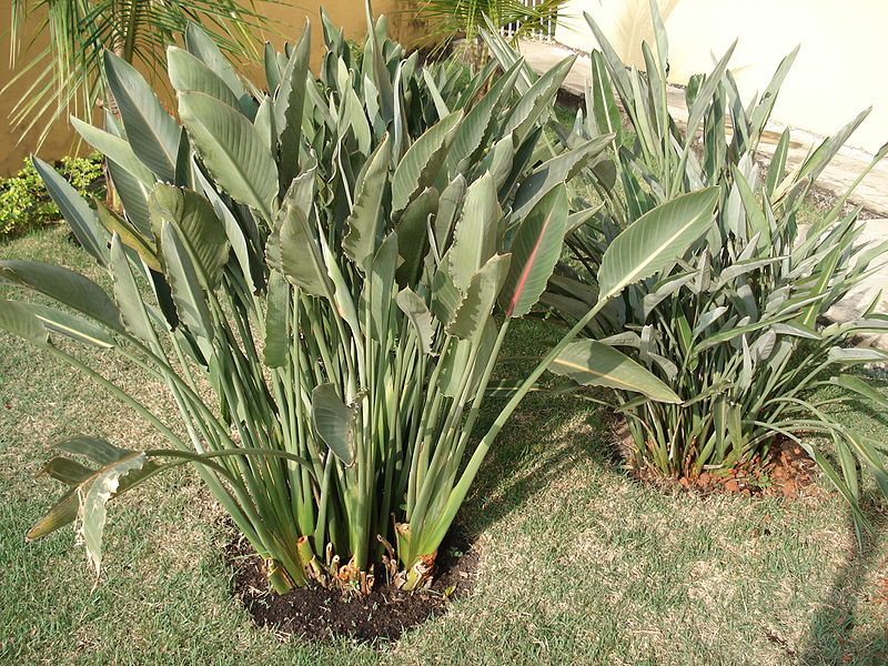 Strelitzia 04 Strelitzia 04