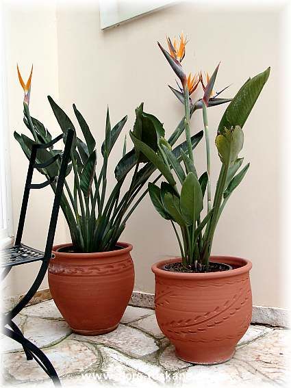 Strelitzia 04a Strelitzia 04a