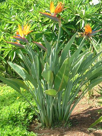 Strelitzia 05 Strelitzia 05