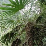 T geminisectus