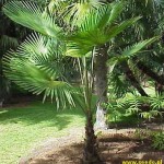 T martianus Khasia Hills1