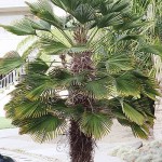 T wagnerianus