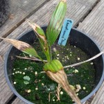 T. martianus 'Nagaland'