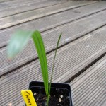 T. nanus x fortunei