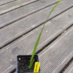 T. nanus x wagnerianus