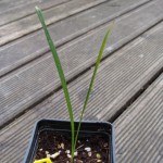 T. ukhrulense