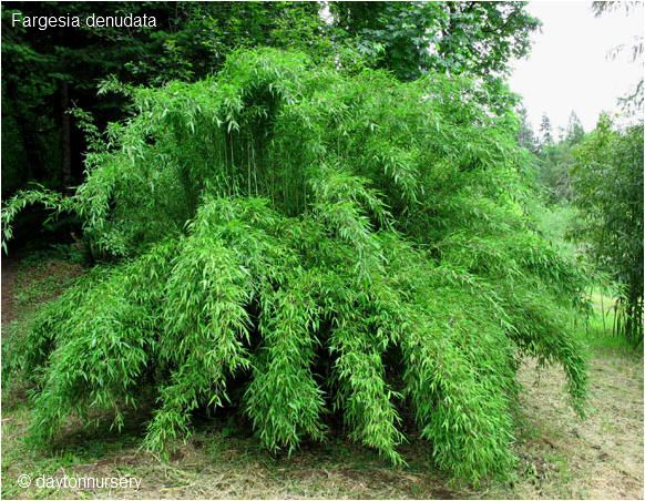 F. denaduta daytonnursery