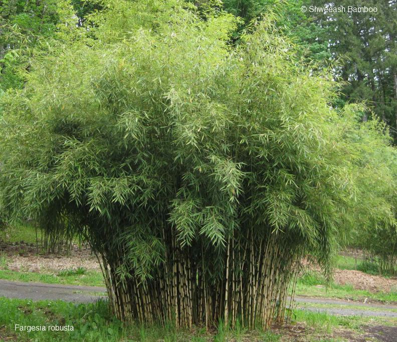 F.robusta sheeash bamboo