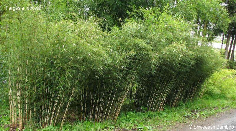 F.robusta shweeash bamboo