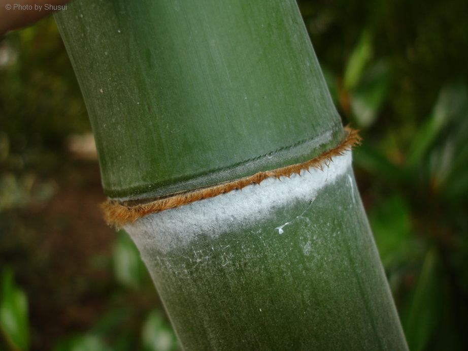 Phyllostachys edulis knopenring detail