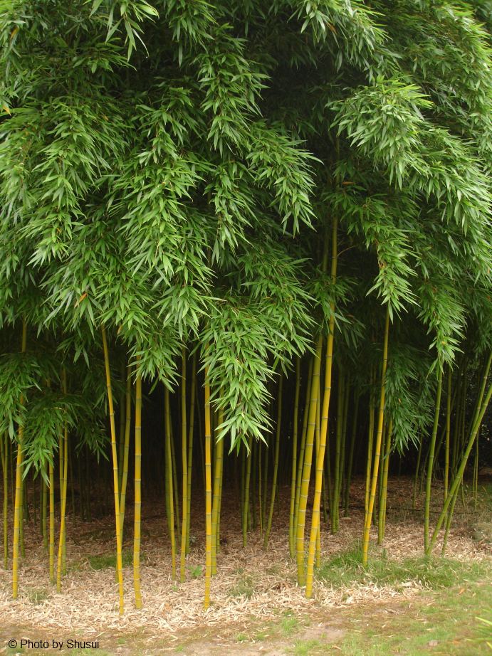 Phyllostachys kwangsiensis