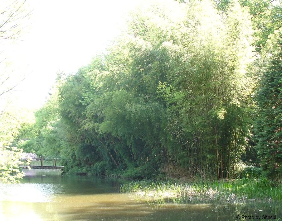 Phyllostachys nigra 'Borayana'